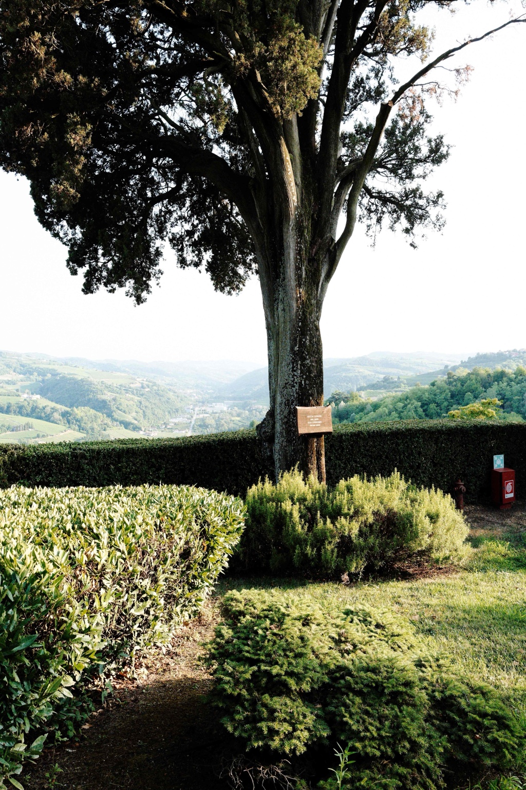Et gammelt træ ved vinmarkerne i Piemonte